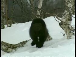 MS Wolverine, Gulo gulo, running through snow and trees, Arctic Circle Stock Footage