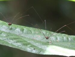 Pair of harvestmen on a leaf Stock Footage