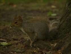 Wildlife in London park News Clip