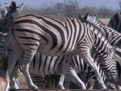 Medium long shot of herd of zebra and springbok, Namibia Stock Footage
