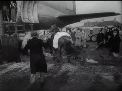 FLYING RACEHORSES News Clip