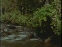 MS mountain stream flowing through jungle vegetation, Uganda, Africa Stock Footage