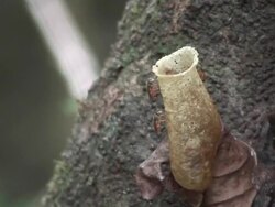 Wasps in a trunk Stock Footage