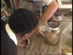 South Africa - Display Of Creepy Crawlies Instructional Video