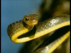 CU Snake flicking tongue, to camera Stock Footage