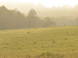 grassland reserve in morning Stock Footage