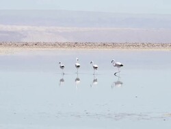 MS Shot of four flamingoes feeding in shallow blue lagoon with brown and blue mountain background Stock Footage