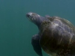 CU View of Olive Ridley turtle / Nosara, Guanacaste, Costa Rica Stock Footage