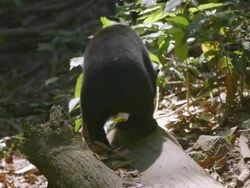 MS Sun bear foraging on fallen tree / Sandakan, Sabah, Malaysia Stock Footage