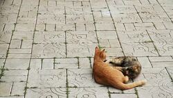 Cats Playing together Stock Footage