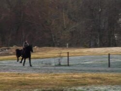 HD: Horseriding In Nature Stock Footage