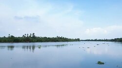 4K Timelapse: Weed floating in river Stock Footage
