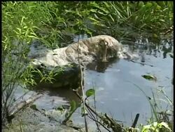 Alligators head as it tears skin from dead carcass while in swamp, Brazos Bend State Park, Texas, USA Stock Footage