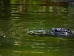 Alligator Stock Footage