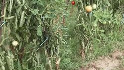 Organic tomatoes Stock Footage