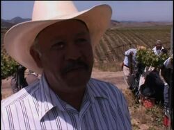 Migrants worried about swine flu outbreak News Clip