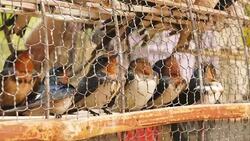 bird cage Stock Footage