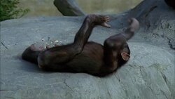 CU, New Zealand, Wellington Zoo, Young Chimpanzee in natural zoo setting Stock Footage