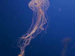 Three beautifully iridescent Jelly Fish swim in front of camera in blue water. Stock Footage