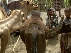 Ethiopian boy standing holding camels at camel market Stock Footage