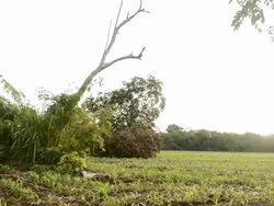 crane shot of tree.Full HD video Stock Footage