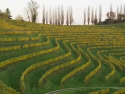 HD: Viniferous Region Stock Footage