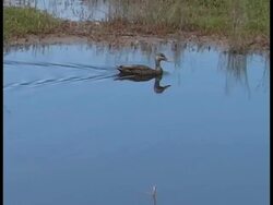 Duck Swimming Stock Footage