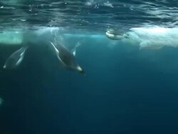 Emperor penguins (Aptenodytes forsteri) swimming at surface and looking into the depths and diving and surfacing, with bubble trails, underwater, Cape Washington, Antarctica Stock Footage
