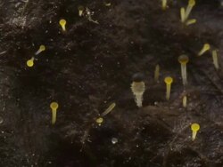 T/L dung fungi (Pilobolus sp.) on cow dung take 5, UK Stock Footage