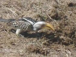 Hornbill Stock Footage