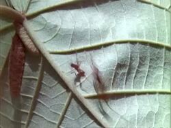 MS assassin bug walks up Croton leaf, ant chases it away, defending caterpillars.  Panama. Stock Footage