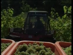 VOICER Summer leads to low harvest but predicted vintage wine News Clip