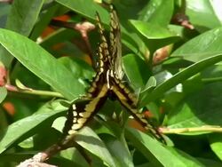 Mating Butterflies Stock Footage