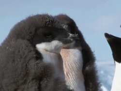 CU TU TD Shot of Adelie Penguin (Pygoscelis adeliae) Three adolescent chicks and one adult headshot against blue sky with walking and jumping on stone / Antarctica Stock Footage