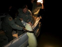 MS TU TD ZI ZO Men pulling crocodile into boad on river at night / Northern Territory, Australia Stock Footage