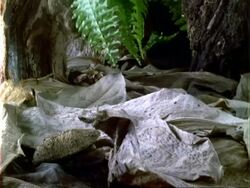 T/L Dipteryx seedling germination and growth, natural background, Panama. Stock Footage