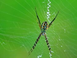 Spider Stock Footage