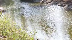 Beautiful water fall swaying wind in park. Stock Footage