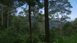 Tropical Australian Landscape Stock Footage