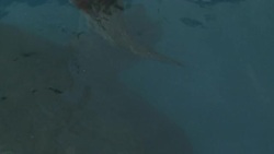 Sea turtles in captivity swim near the edge of a pool. Stock Footage