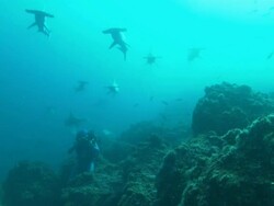 Diver filming White Tip and Hammerhead sharks, Costa Rica, Pacific Ocean  Stock Footage