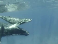 Baby Humpback Whale swimming  at the surface with its mother Stock Footage