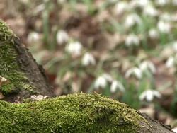 HD: Spring flowers Stock Footage