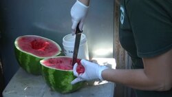 Zoo animals get iced fruit to beat the heat News Clip