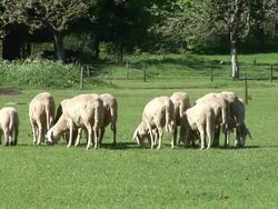 HD: Flock of sheep Stock Footage