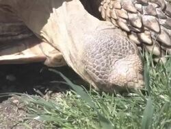 Large turtle 1 - HD 30F Stock Footage