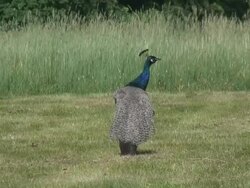 Peacock 3  1080/60i Stock Footage
