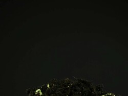 Germinating Plants Stock Footage