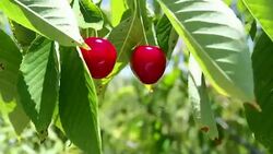 Cherry Stock Footage