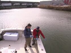 City employees take water samples from a river in New York City. Stock Footage